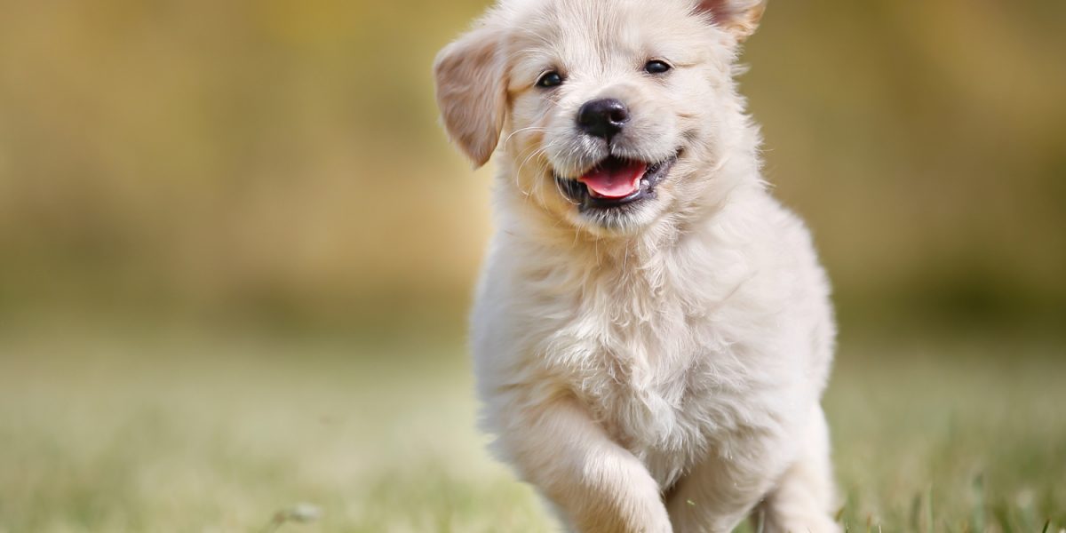 What’s the Best Way to Potty Train Your Puppy